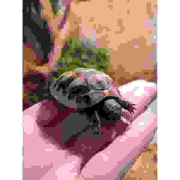 Griekse landschildpad - Afbeelding 5