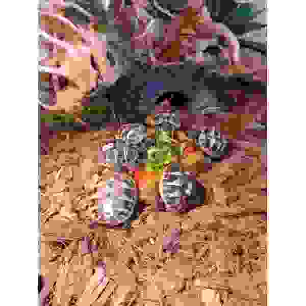 Griekse landschildpad - Afbeelding 4
