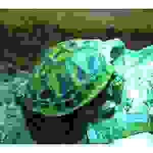 Griekse landschildpad