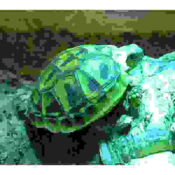Griekse landschildpad