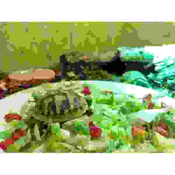 Griekse landschildpad - Afbeelding 3