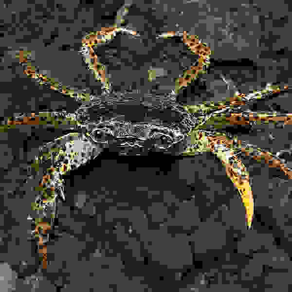 PARATHELPHUSA PANTHERINA 3-3,5 CM