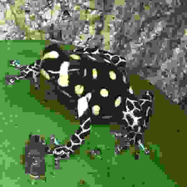 Ranitomeya Vanzolinii