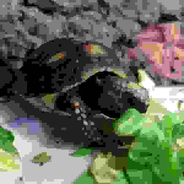 Kolenbrander landschildpad - Afbeelding 4