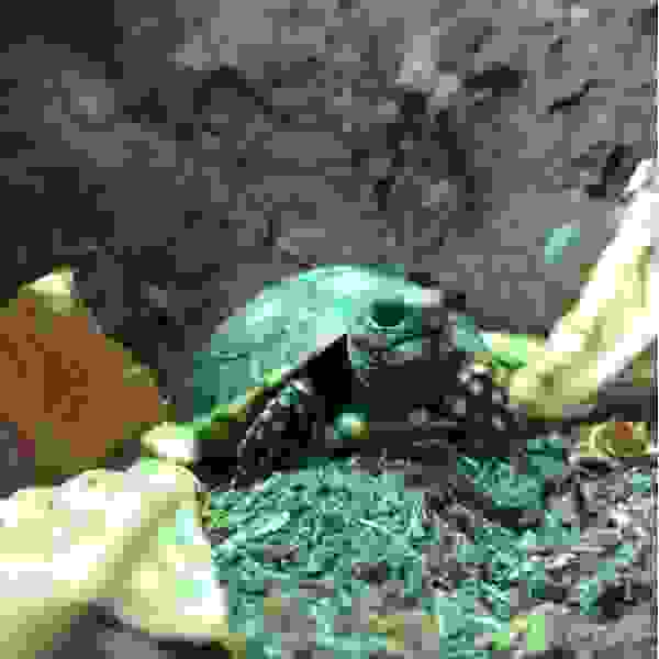 Kolenbrander landschildpad