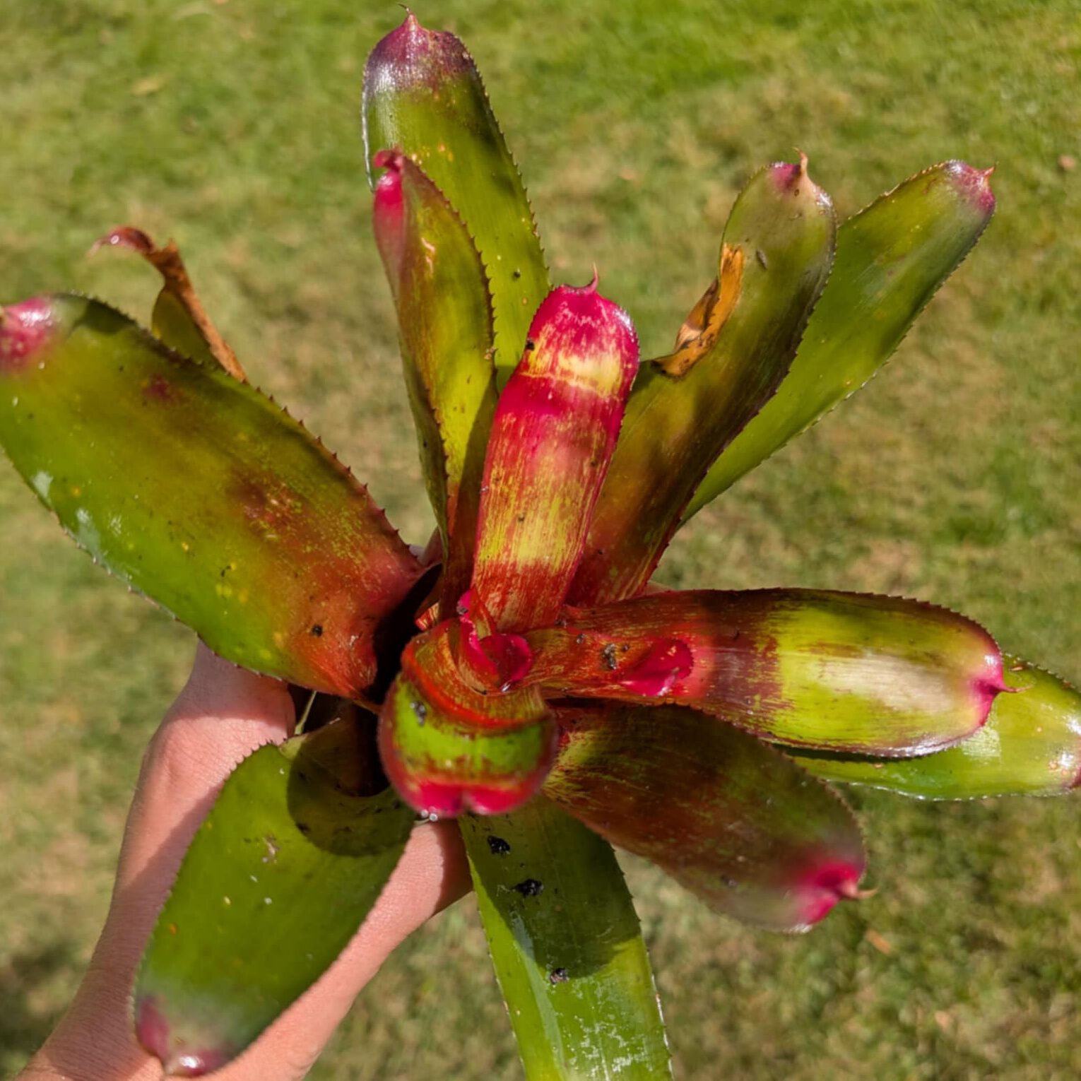 Neoregelia 'Red Goodies' – Verzorging, Kenmerken, voor Bromelia - NK ...