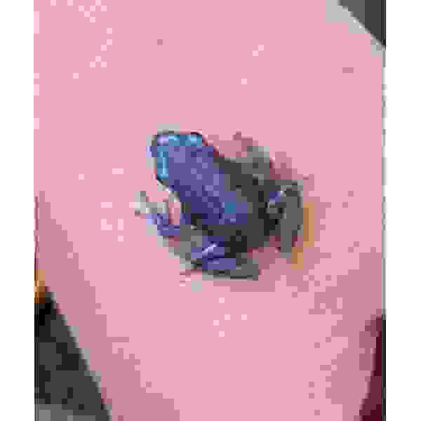 Dendrobates Auratus Pena Blanca - Afbeelding 2