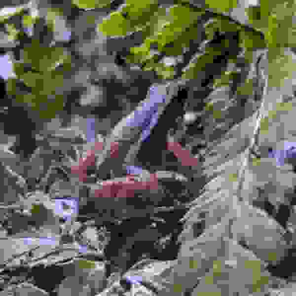 Epipedobates Anthonyi 'Santa Isabel' - Afbeelding 2