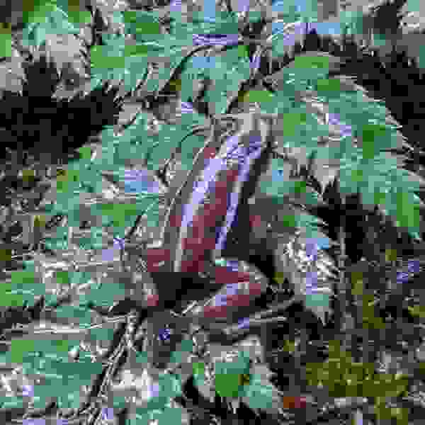 Epipedobates Anthonyi 'Santa Isabel' - Afbeelding 4