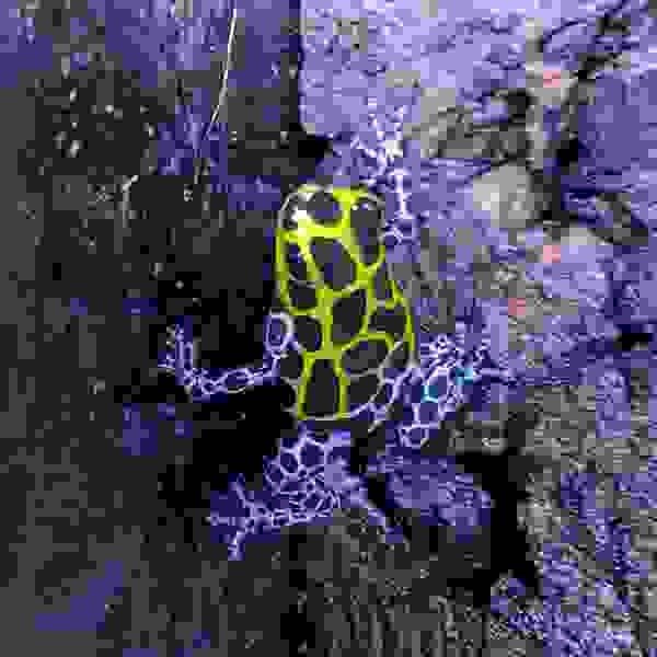 Ranitomeya Variabilis - Afbeelding 3