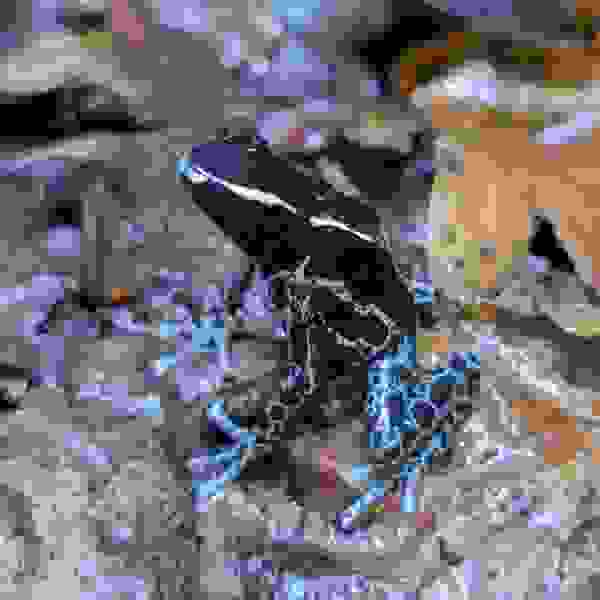 Dendrobates Tinctorius "Grijspoot"