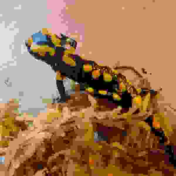 Vuursalamander (Salamandra salamandra s. terrestis) - Afbeelding 2
