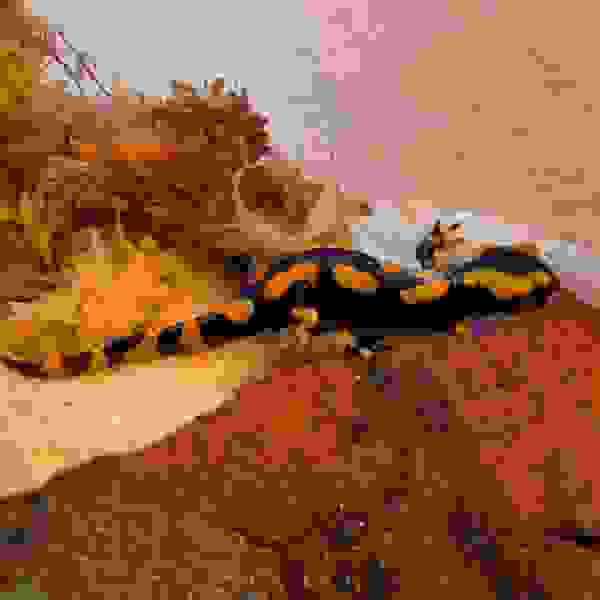 Vuursalamander (Salamandra salamandra s. terrestis) - Afbeelding 3