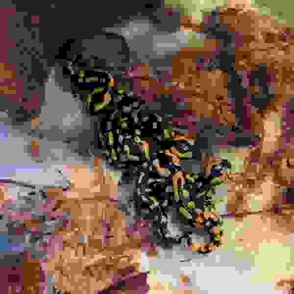 Vuursalamander (Salamandra salamandra s. terrestis) - Afbeelding 4
