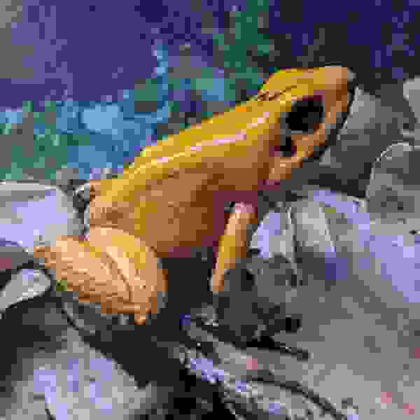 Phyllobates terribilis “Orange Blackfoot” - Afbeelding 2
