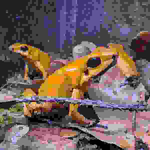 Phyllobates terribilis “Orange Blackfoot” - Afbeelding 3