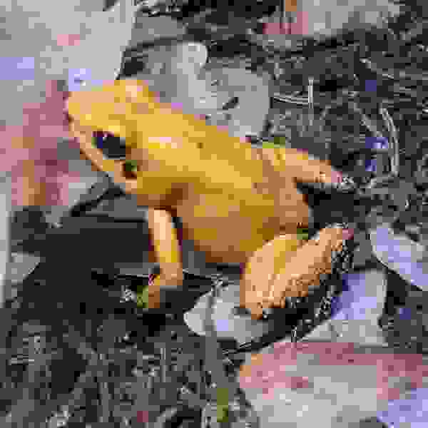 Phyllobates terribilis “Orange Blackfoot”