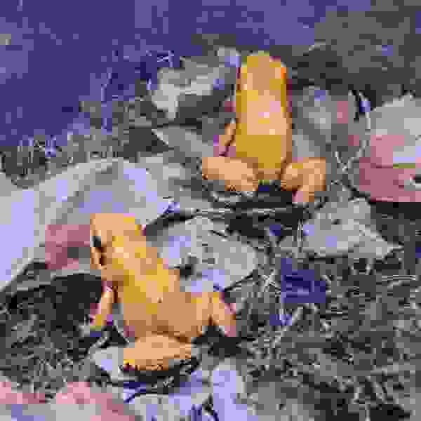 Phyllobates terribilis “Orange Blackfoot” - Afbeelding 4