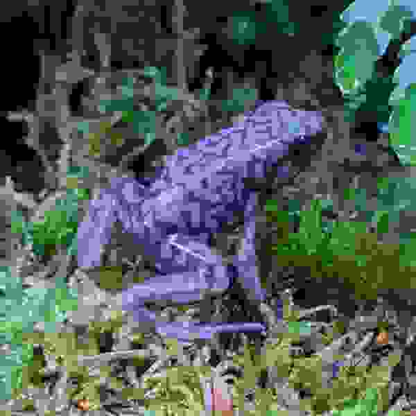 Dendrobates Auratus Pena Blanca