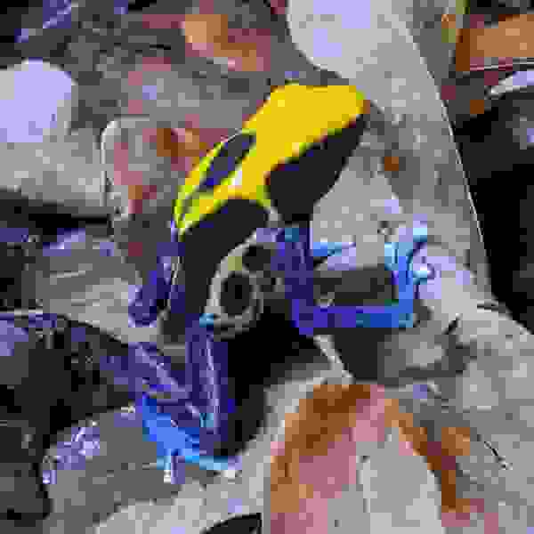 Dendrobates tinctorius “Brasil”