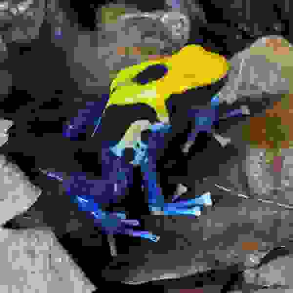 Dendrobates tinctorius “Brasil” - Afbeelding 3