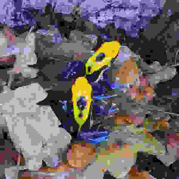 Dendrobates tinctorius “Brasil” - Afbeelding 4