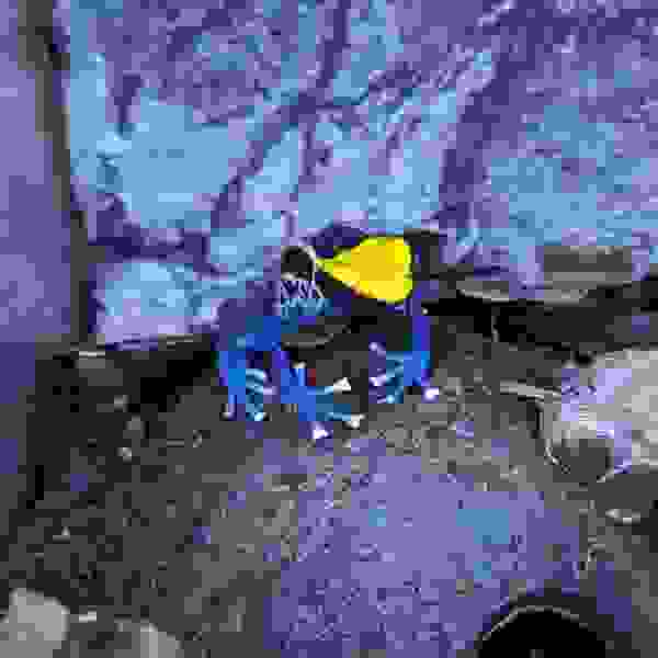 Dendrobates tinctorius “Brasil” - Afbeelding 2