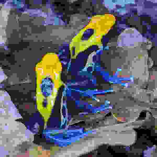 Dendrobates tinctorius “Brasil” - Afbeelding 5