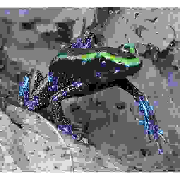 Phyllobates aurotaenia "Green" - Afbeelding 2