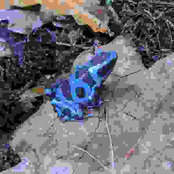 Dendrobates auratus ‘Celeste’ - Afbeelding 3
