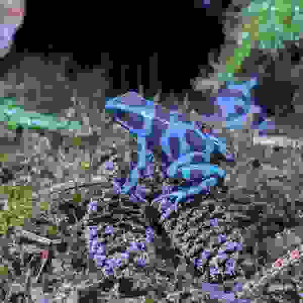 Dendrobates auratus ‘Celeste’ - Afbeelding 2