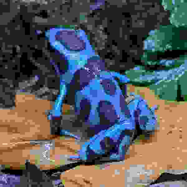 Dendrobates auratus ‘Celeste’
