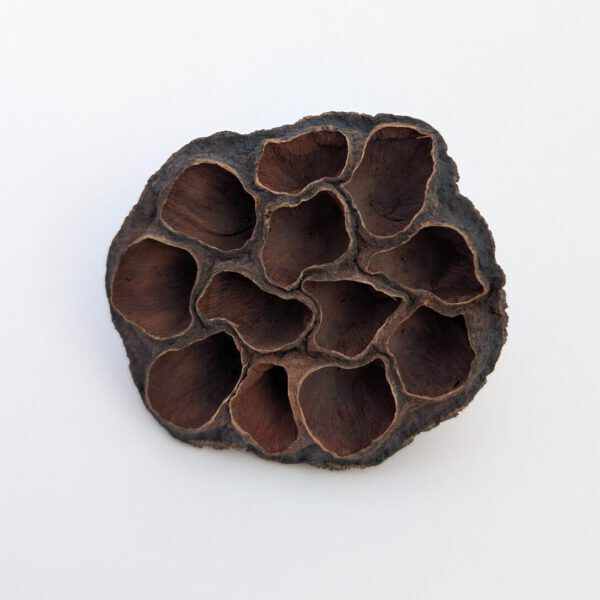 Lotus Pod Accessory Lotus Pods 4-6 cm | Natuurlijk Terrariumdecoratie - NK Exotics